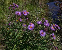 New England Aster